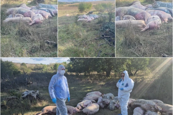 DSVSA Timiș îngroapă și porcii, și adevărul. Mușamalizare grosolană la Hodoș