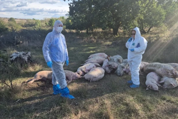 Situație explozivă în Timiș: 17 porci aruncați ilegal pe un câmp lângă Hodoș