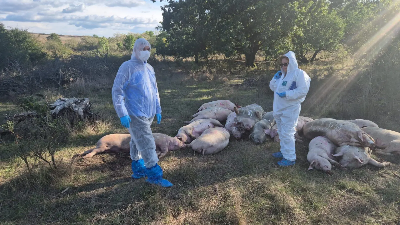 Situație explozivă în Timiș: 17 porci aruncați ilegal pe un câmp lângă Hodoș