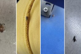 Ploșnițele circulă pe moca. Lațcău testează curba pe TikTok