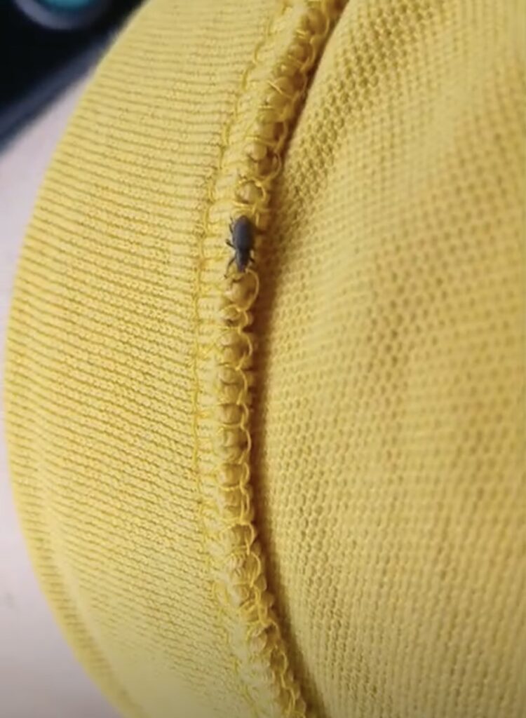 Insectă pe un material textil galben, fotografie trimisă de un vatman TPT